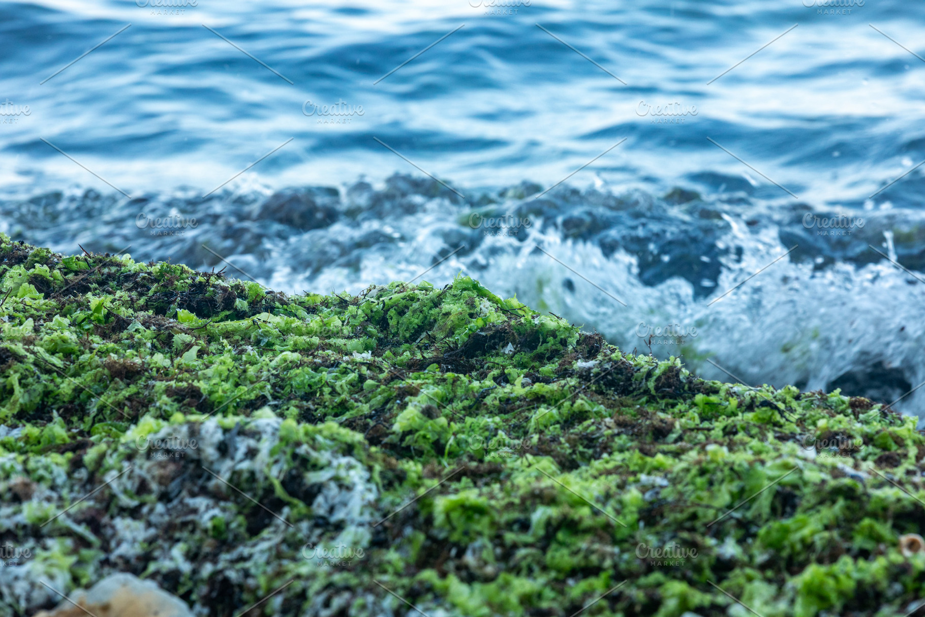 Fresh green algae covering rocky shore with ocean waves crashing in the backgro, a Nature Photo by Ales Munt