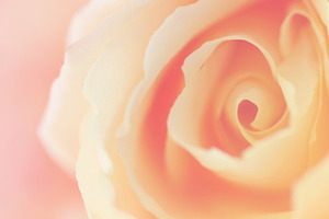 Romantic rose