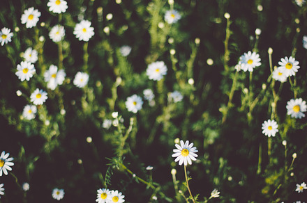 Meadow Containing Grass Wild And Wildlfowers preview 6