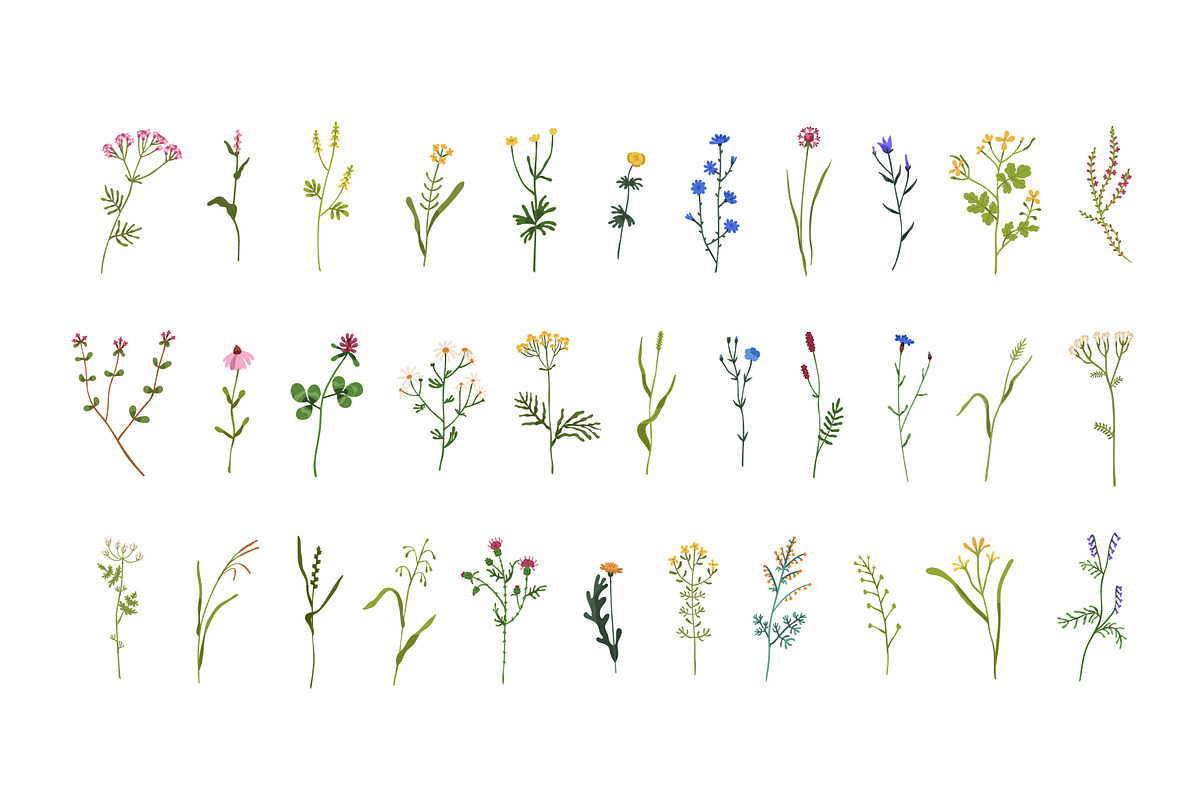 Field and meadow wild flowers set, a Decorative Illustration by Good Studio (Photo 2 of 4)