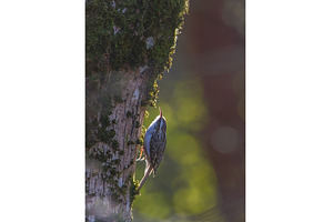 Tree creeper bird foraging on tree, an Animal Photo by Lukas Jonaitis SHOP