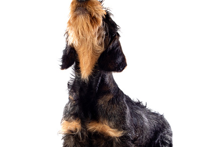 Black an brown dachshund, an Animal Photo by José Manuel Gelpi