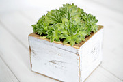 Succulent Planter Stock Photos, an Abstract Photo by Greenleaf Images (Thumbnail 6 of 6)