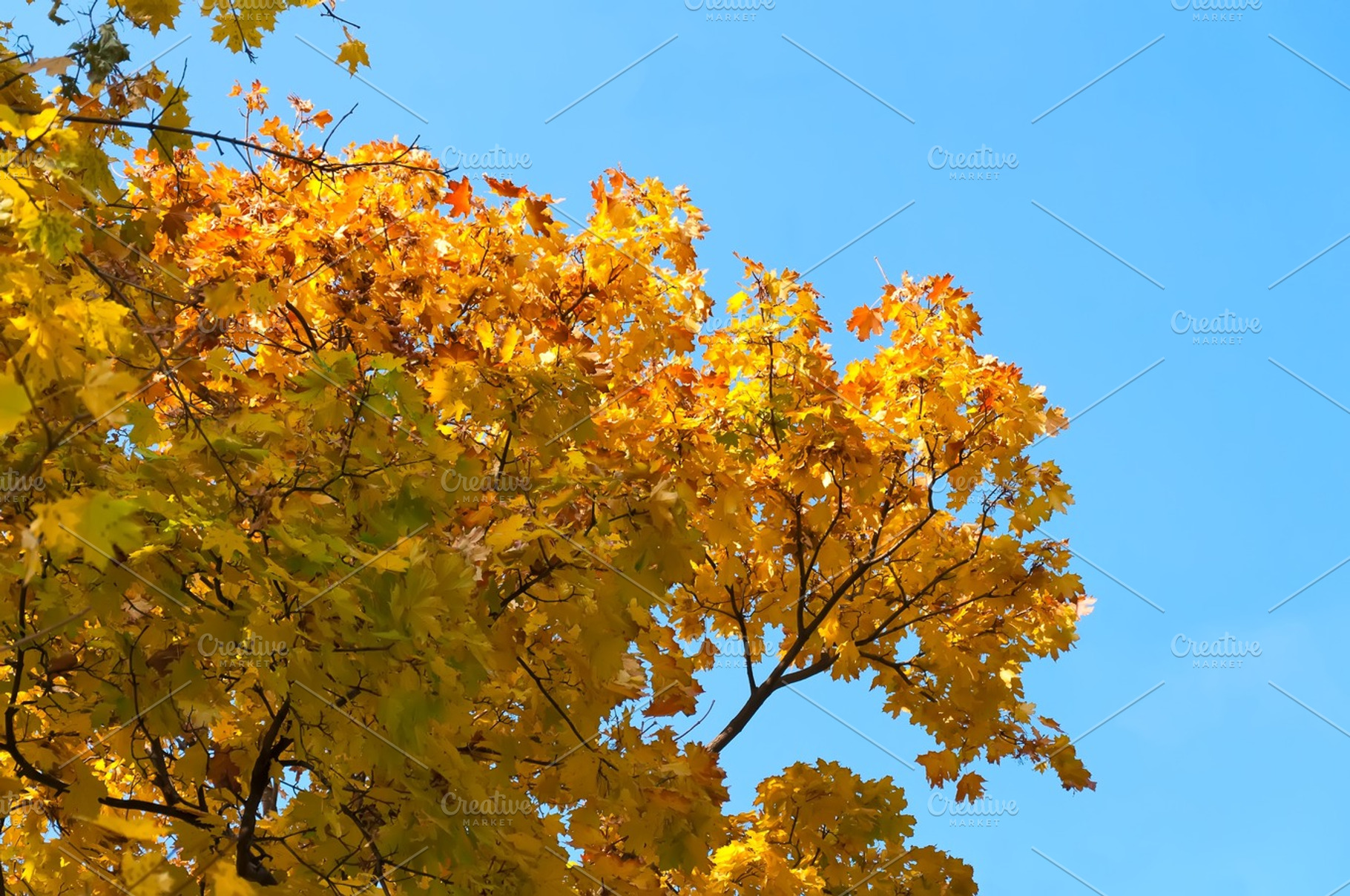 Autumn Maple
