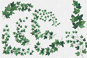 Watercolor Ivy Clipart, an Illustration by Digital Curio (Thumbnail 4 of 5)