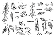 Spice Plants Collection, an Illustration by Evgeniia Lanskikh (Thumbnail 5 of 11)