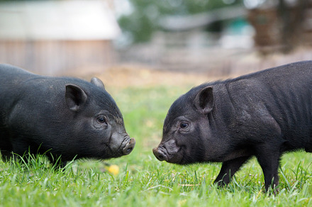 Young vietnamese pigs