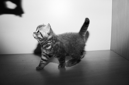 A little british breed kitten containing domestic cat, pets, and animal