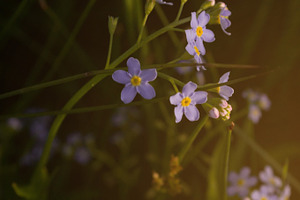Forgetmenot stock photo containing forget me not and forget-me-not
