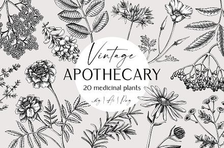 Apothecary Plants & Herbs Vector Set, a Healthcare Illustration by Yevheniia