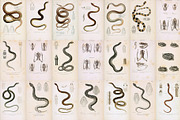 Complete Natural History of Reptiles, an Animal Illustration by Dene Studios (Thumbnail 9 of 11)