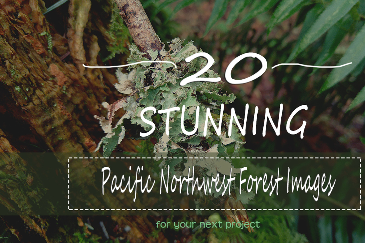 20 Pacific Northwest Forest Images, a Templates & Theme by Creatively Happy Studio (Photo 1 of 4)