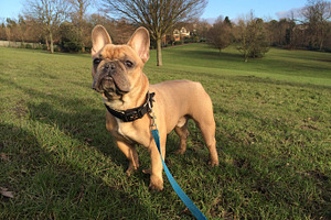 Fawn French Bulldog