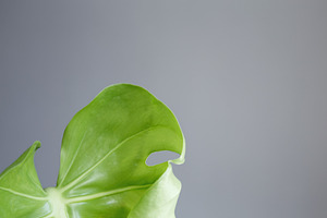 New monstera leaf unfurling, showing fresh growth and vibrant green color, a Photo by matucha