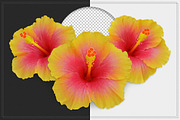 Hibiscus Flower isolated, an Object Graphic by pixelworkz (Thumbnail 1 of 4)