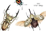 Watercolor Clipart Beetle Insect art, a Decorative Illustration by NKTKNS (Thumbnail 5 of 7)