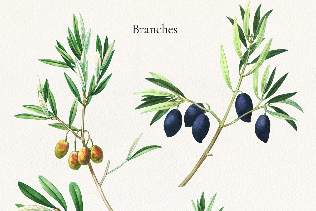 Vintage Olive Graphic Collection, a Decorative Illustration by Olga Begak Art & Design (Photo 2 of 11)