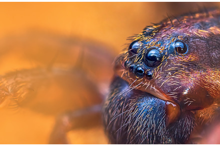 Scary eyes of Ground wolf spider, an Animal Photo by Lukas Jonaitis SHOP