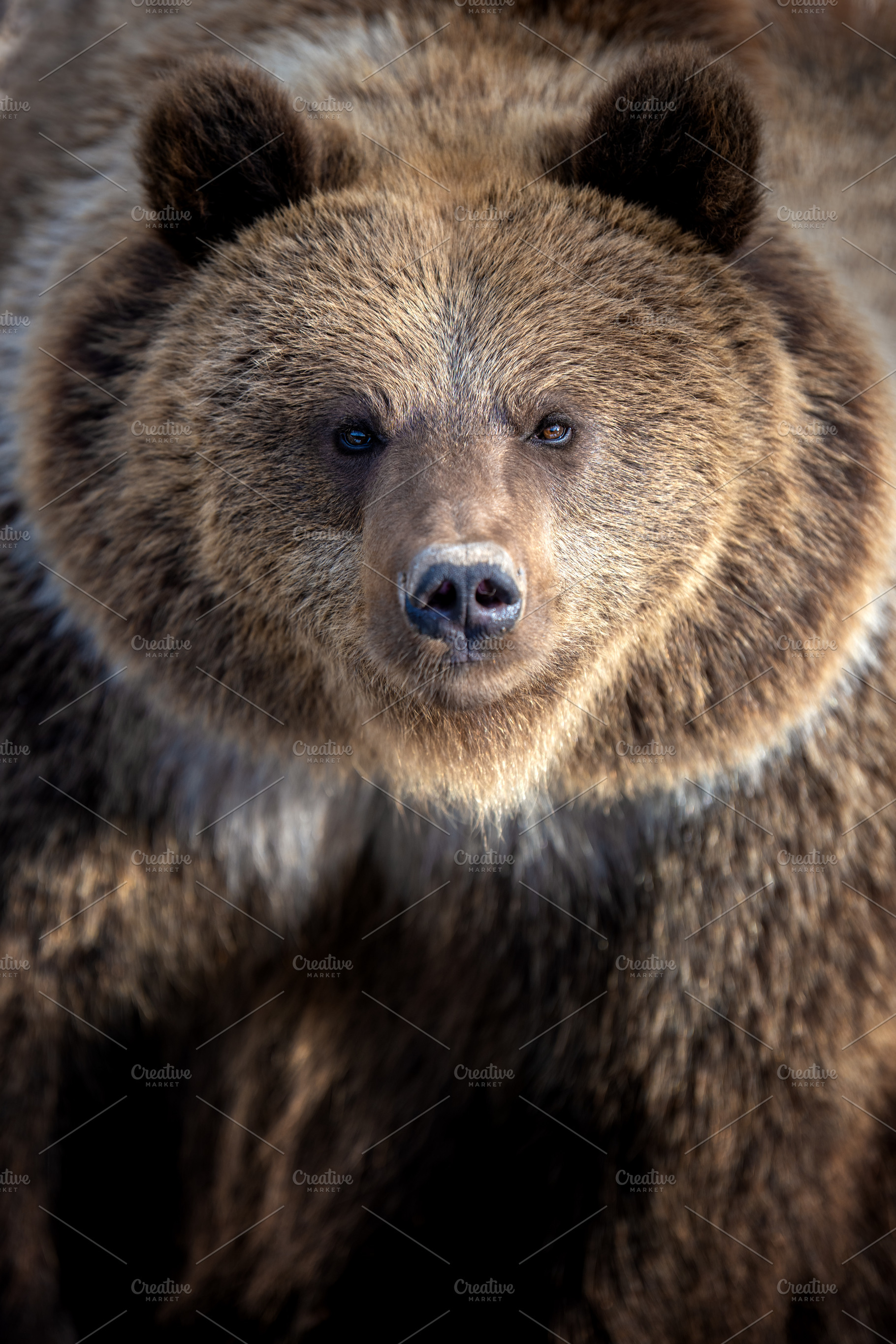 Close-up view of a grizzly bear showcasing its distinct features in a natural e, an Animal Photo by Byrdyak
