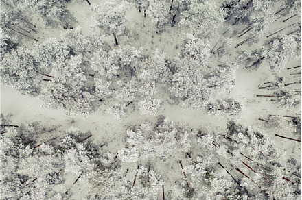Winter road in snow covered forest, a Nature Photo by Nature and travel