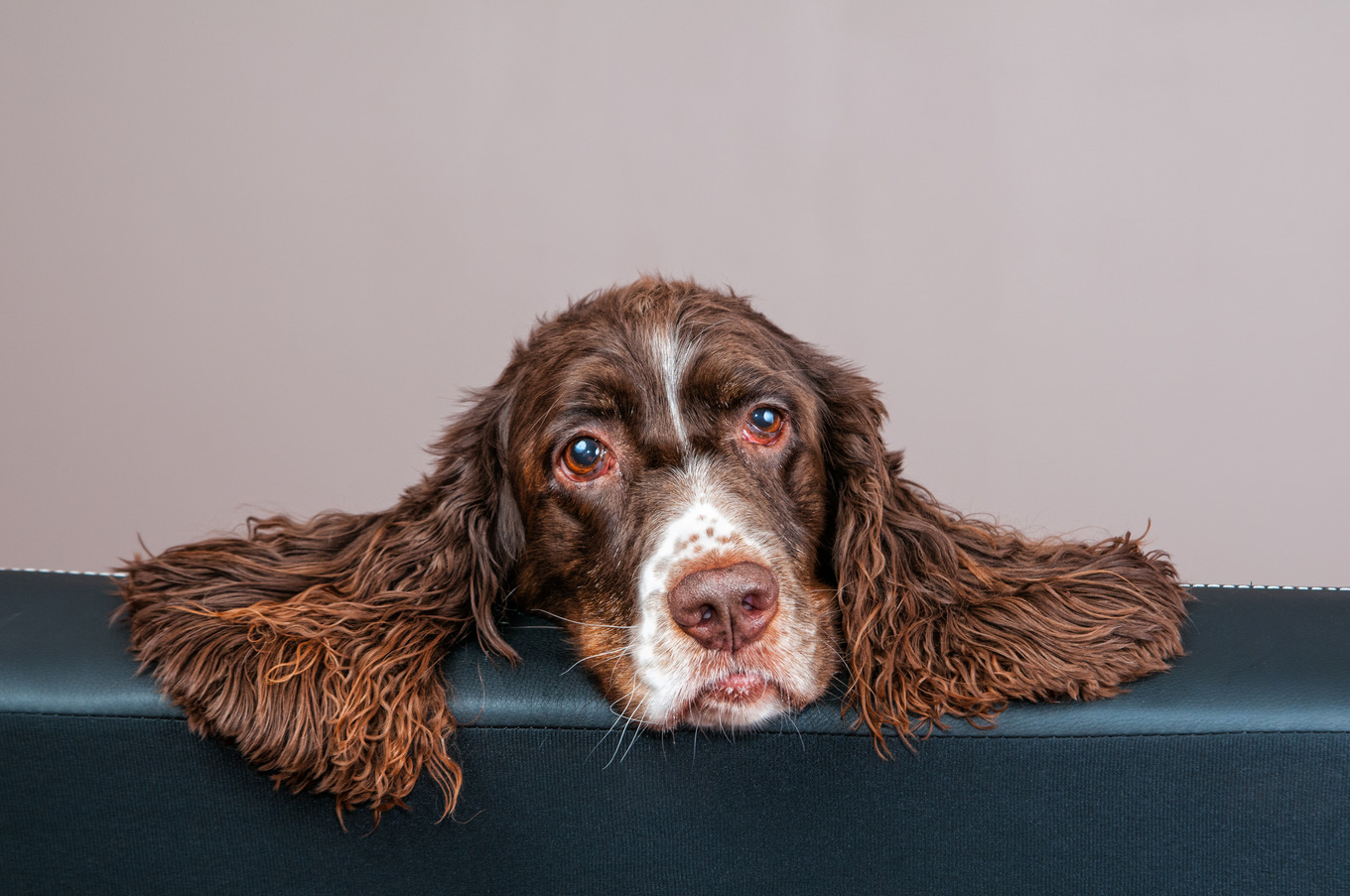 adorable springer spaniel dog, a Photo by Siân C Photography