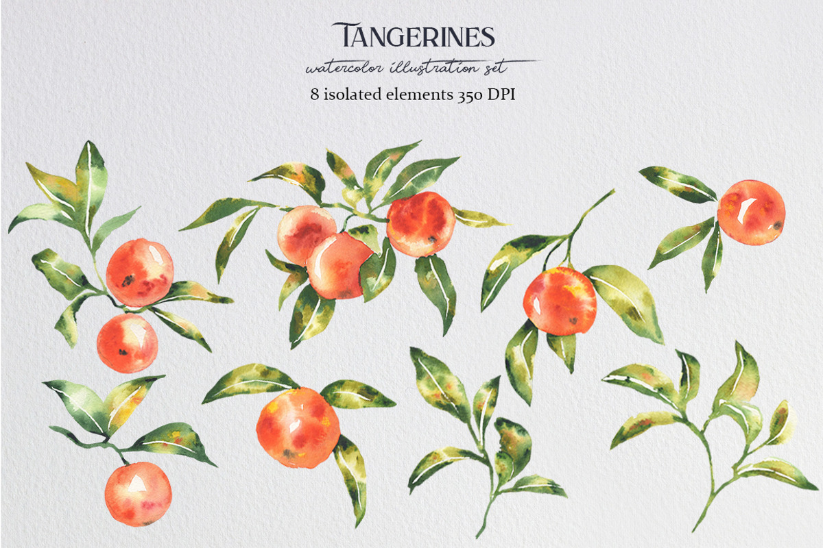 Watercolor tangerines, an Illustration by LiliaUdod (Photo 3 of 7)