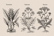 30 Medicinal Herbs & Plants, a Decorative Illustration by Gonez Studio (Thumbnail 11 of 19)