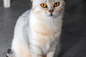 Full-body view of a light gray cat with golden eyes sitting upri, an Animal Photo by Ales Munt