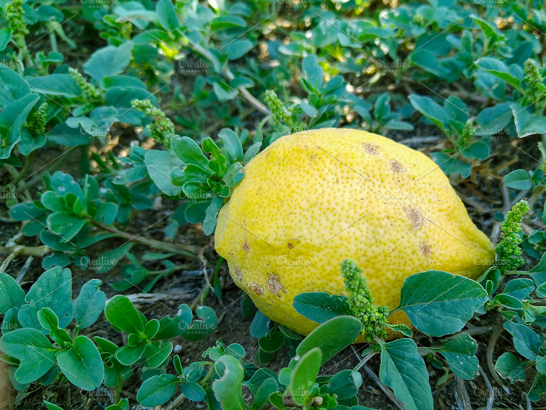 Ripe lemon on the grass, a Food & Drink Photo by DanFLCreativo