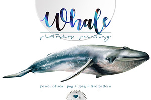 Whale, animals wildlife