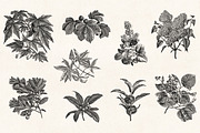 Leaves & Twigs Vintage Illustrations, an Illustration by Graphic Goods (Thumbnail 4 of 10)