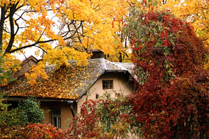 Fall colours, a Nature Photo by BOOCYS