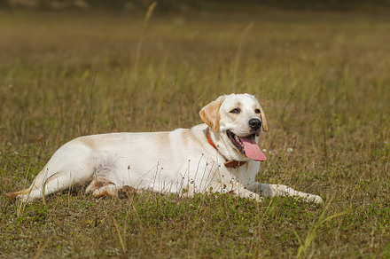 dog labrador retriever fawn color in, an Animal Photo by AlexBush
