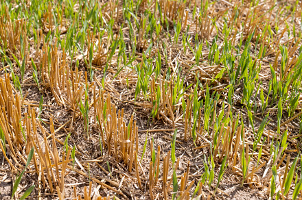 golden dry stubble on wheat in the field in summer, a Photo by MyPhotos