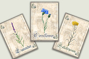 Herbal Botanical Cards, an Illustration by Arevka (Thumbnail 3 of 3)