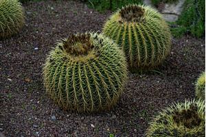 Golden barrel cacti growing in dark, a Nature Photo by volodymyrshtun13795