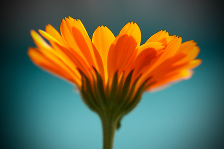 sunny positive healing calendula