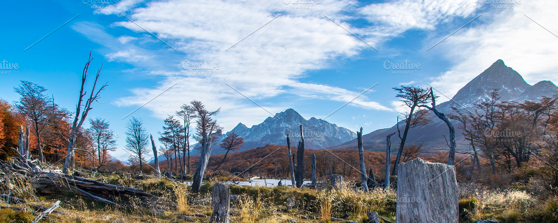 Dry forest landscape, tierra del fuego, argentina, a Nature Photo by DanFLCreativo