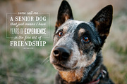 Lessons from the Water Bowl Overlays, a Graphic by The Labs & Co. (Thumbnail 3 of 3)