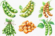 Watercolor Soybean Clipart Bundle, an Illustration by Canvas Craft (Thumbnail 3 of 8)