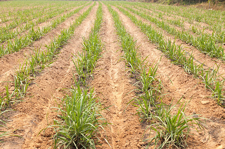 Agricultural lands for sugarcane cul stock photo containing sugarcane and, an Industrial Photo by a454