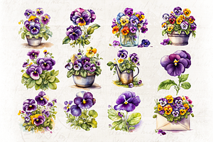 Pansy Watercolor Illustrations