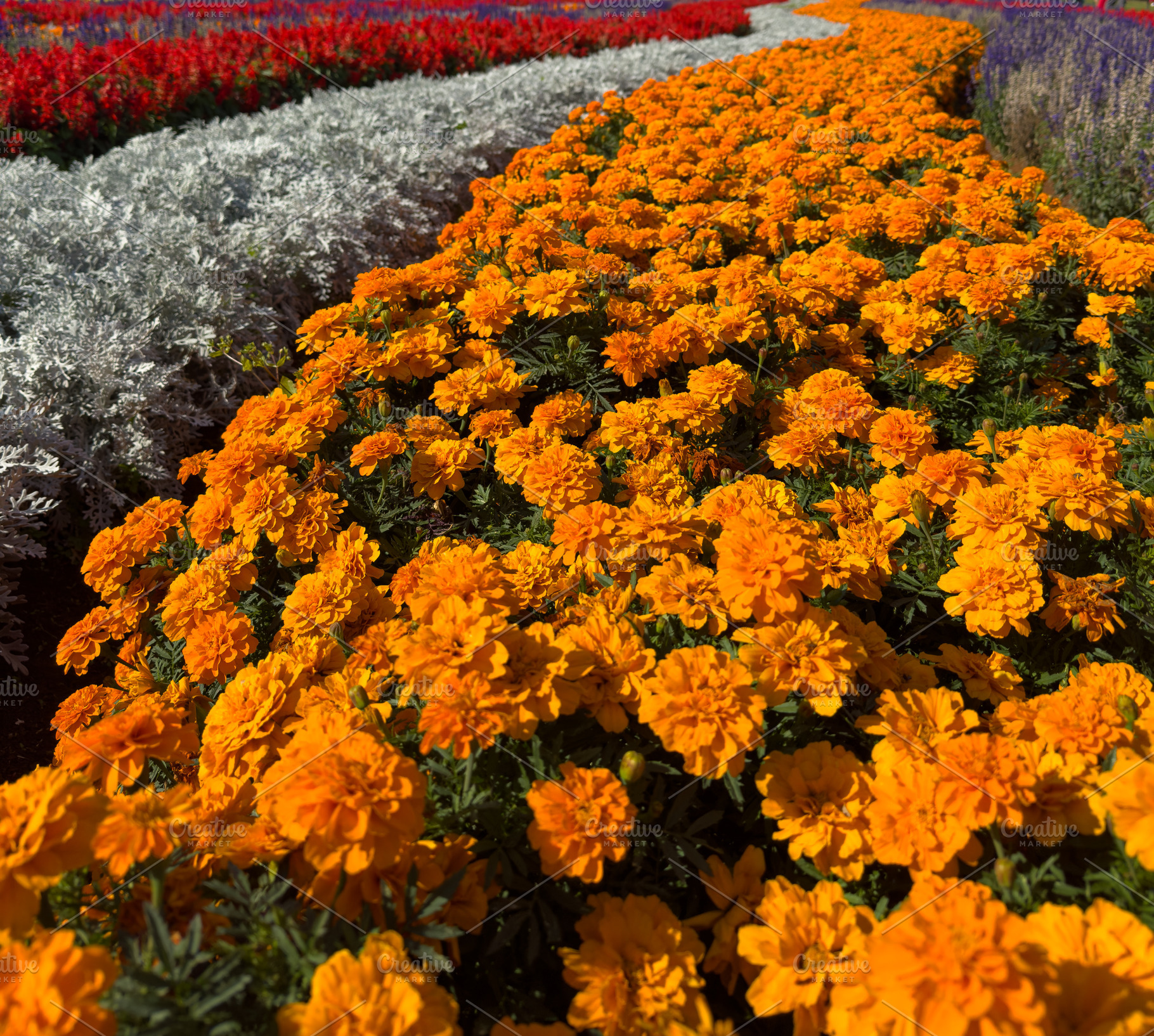 Orange Marigold Flowers, a Nature Photo by THP Creative