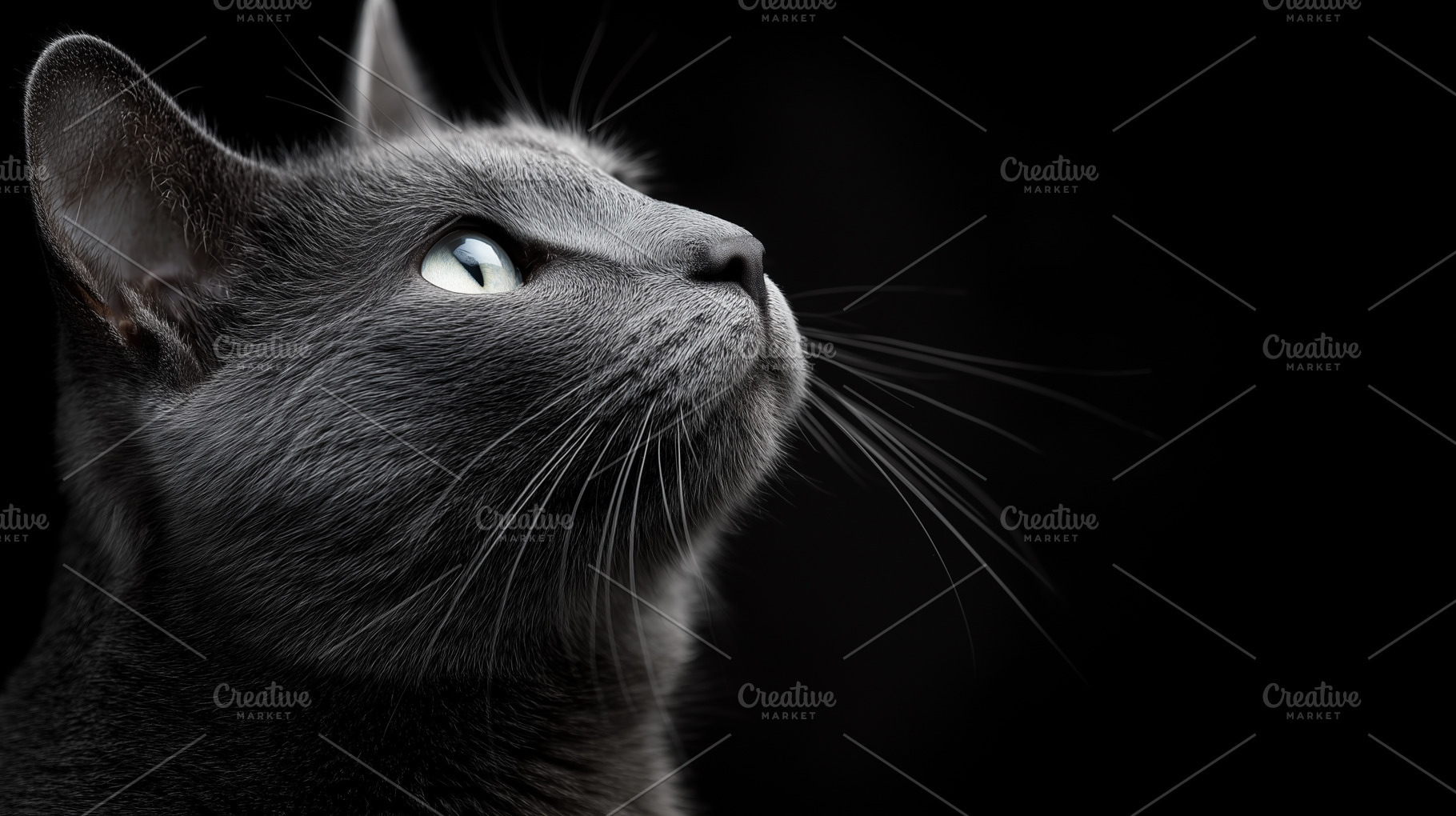 Gray British Shorthair cat portrait, an Animal Photo by MistyDay