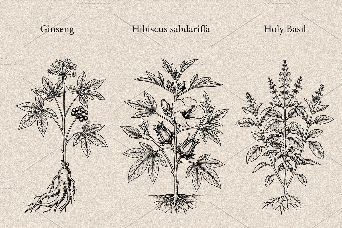 30 Medicinal Herbs & Plants, a Decorative Illustration by Gonez Studio (Photo 6 of 19)