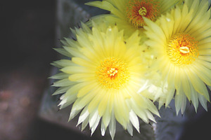 Astrophytum flowers featuring blossom, bokeh, and plant