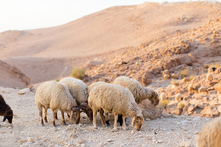 Sheep Out to Pasture