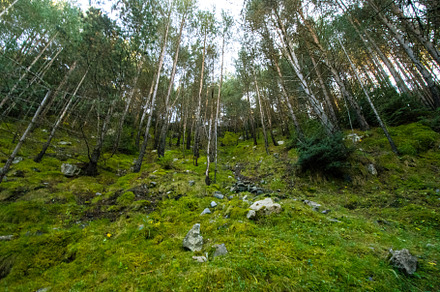 Trees