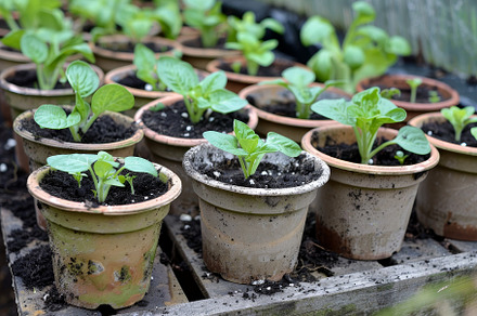 Multiple potted plants with seedling, a Photo by Iftikhar Alam