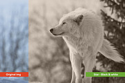 24 Black & White Photoshop Actions, an Action Add-On by Premium Adobe Add-Ons (Thumbnail 3 of 11)